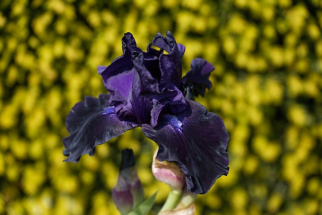 Jardin des Impressionnistes-MAI14-031